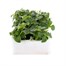Impatiens F1 Pastel Mixed 6 Pack Boxed BeddingAlternative Image2