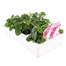 Impatiens F1 Pastel Mixed 6 Pack Boxed BeddingAlternative Image3