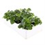 Impatiens F1 Pastel Mixed 6 Pack Boxed BeddingAlternative Image4