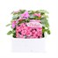 Impatiens F1 Pink 6 Pack Boxed BeddingAlternative Image1