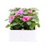 Impatiens F1 Pink 6 Pack Boxed BeddingAlternative Image2