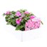 Impatiens F1 Pink 6 Pack Boxed BeddingAlternative Image3