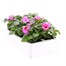 Impatiens F1 Pink 6 Pack Boxed BeddingAlternative Image4