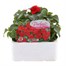 Impatiens F1 Red 6 Pack Boxed BeddingAlternative Image1