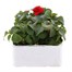 Impatiens F1 Red 6 Pack Boxed BeddingAlternative Image2