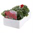 Impatiens F1 Red 6 Pack Boxed BeddingAlternative Image3