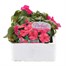 Impatiens F1 Rose 6 Pack Boxed BeddingAlternative Image1