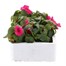 Impatiens F1 Rose 6 Pack Boxed BeddingAlternative Image3