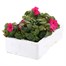 Impatiens F1 Rose 6 Pack Boxed BeddingAlternative Image4