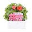 Impatiens F1 Salmon Pink 6 Pack Boxed BeddingAlternative Image1