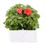 Impatiens F1 Salmon Pink 6 Pack Boxed BeddingAlternative Image2