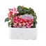 Impatiens F1 Star Mixed 6 Pack Boxed BeddingAlternative Image1