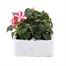 Impatiens F1 Star Mixed 6 Pack Boxed BeddingAlternative Image2
