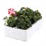 Impatiens F1 Star Mixed 6 Pack Boxed BeddingAlternative Image4