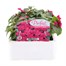 Impatiens F1 Violet 6 Pack Boxed BeddingAlternative Image1