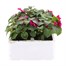 Impatiens F1 Violet 6 Pack Boxed BeddingAlternative Image2