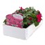 Impatiens F1 Violet 6 Pack Boxed BeddingAlternative Image3