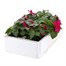 Impatiens F1 Violet 6 Pack Boxed BeddingAlternative Image4