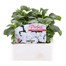 Impatiens F1 White 6 Pack Boxed BeddingAlternative Image1