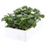 Impatiens F1 White 6 Pack Boxed BeddingAlternative Image4