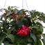 Impatien Mixed 25cm Hanging Pot Bedding Basket Alternative Image