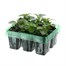 Impatiens F1 Mixed Mini 6 Boxed Bedding Alternative Image