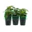 Impatiens F1 Red Mini 6 Boxed Bedding Alternative Image