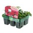 Impatiens F1 Red Mini 6 Boxed Bedding Alternative Image