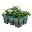 Impatiens F1 Red Mini 6 Boxed Bedding Alternative Image