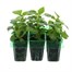 Impatiens F1 Salmon Mini 6 Boxed Bedding Alternative Image