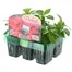 Impatiens F1 Salmon Mini 6 Boxed Bedding Alternative Image