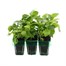 Impatiens F1 Carmine Mini 6 Boxed Bedding Alternative Image