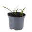 Ipheon Rolf Fiedler 10.5cm Pot Bedding Bulbs Alternative Image