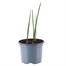 Iris Lion King 10.5cm Pot Bedding Bulbs Alternative Image