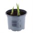 Iris Louise 10.5cm Pot Bedding Bulbs Alternative Image