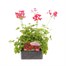 Geranium Ivy Leaf Cherry Red 6 Pack Boxed BeddingAlternative Image2