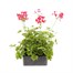 Geranium Ivy Leaf Cherry Red 6 Pack Boxed BeddingAlternative Image3