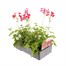 Geranium Ivy Leaf Cherry Red 6 Pack Boxed BeddingAlternative Image4