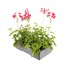 Geranium Ivy Leaf Cherry Red 6 Pack Boxed BeddingAlternative Image5