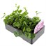Geranium Ivy Leaf Lilac 6 Pack Boxed BeddingAlternative Image2