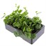 Geranium Ivy Leaf Lilac 6 Pack Boxed BeddingAlternative Image3