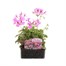 Geranium Ivy Leaf Pink 6 Pack Boxed BeddingAlternative Image1