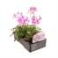 Geranium Ivy Leaf Pink 6 Pack Boxed BeddingAlternative Image3