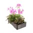 Geranium Ivy Leaf Pink 6 Pack Boxed BeddingAlternative Image4