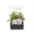 Geranium Ivy Leaf White 6 Pack Boxed BeddingAlternative Image1