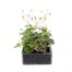 Geranium Ivy Leaf White 6 Pack Boxed BeddingAlternative Image2