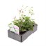 Geranium Ivy Leaf White 6 Pack Boxed BeddingAlternative Image4