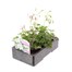 Geranium Ivy Leaf White 6 Pack Boxed BeddingAlternative Image3