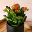 Kalanchoe Orange HouseplantAlternative Image1