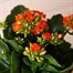 Kalanchoe Orange HouseplantAlternative Image2